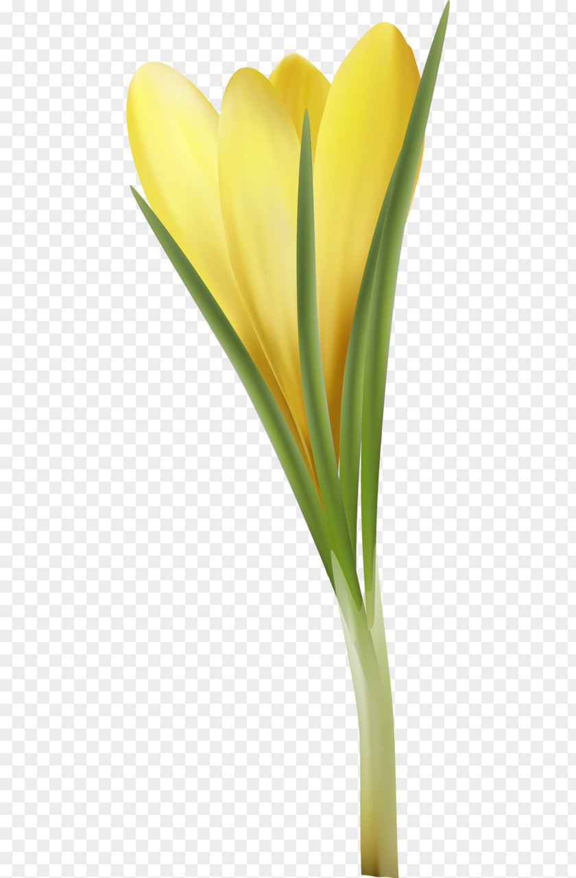 Tulip Cut Flowers Plant Stem Petal Flowerpot PNG