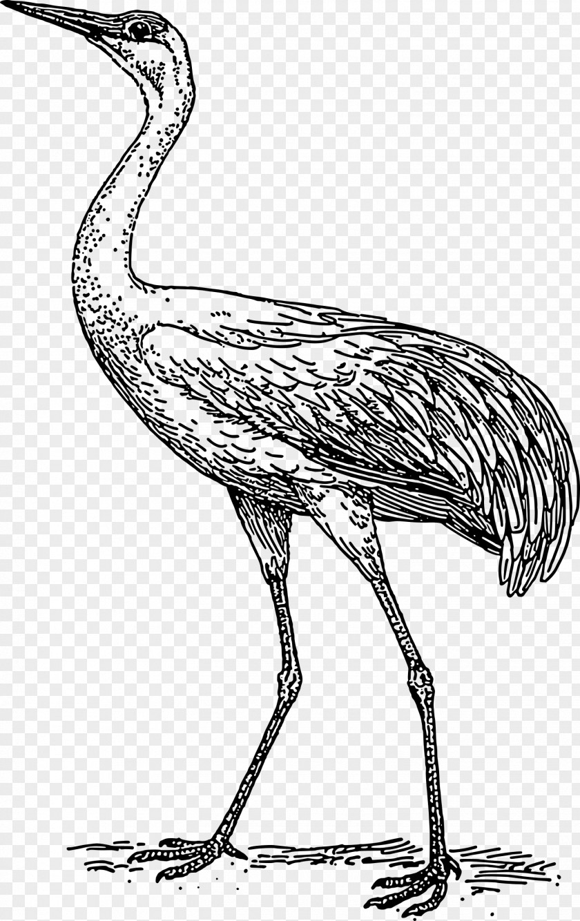 Crane Whooping Bird Clip Art PNG