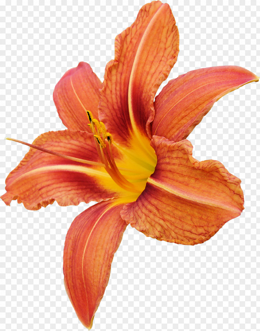 Flower Cut Flowers Orange Lilium PNG