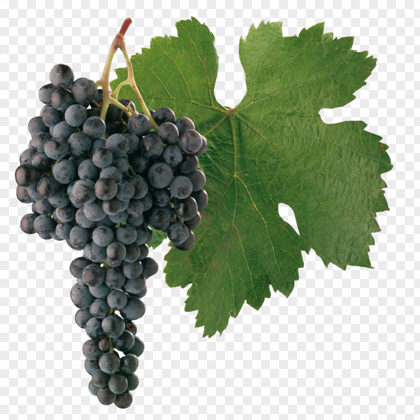 Grapes Merlot Cabernet Sauvignon Blanc Shiraz Wine PNG
