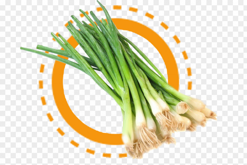 Onion Scallion Allium Fistulosum Vegetable Food PNG