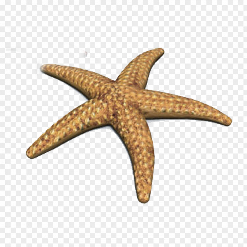 Starfish Crown-of-thorns Animation PNG