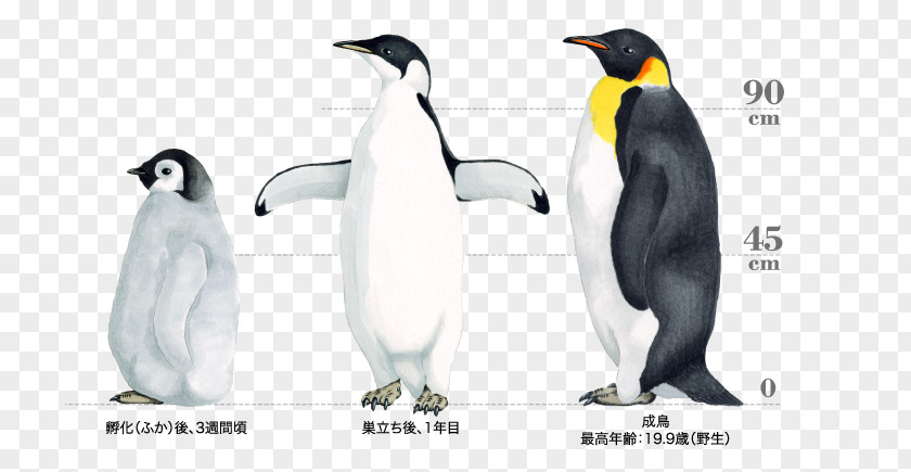 Antarctic Penguins King Penguin The Emperor Bird PNG