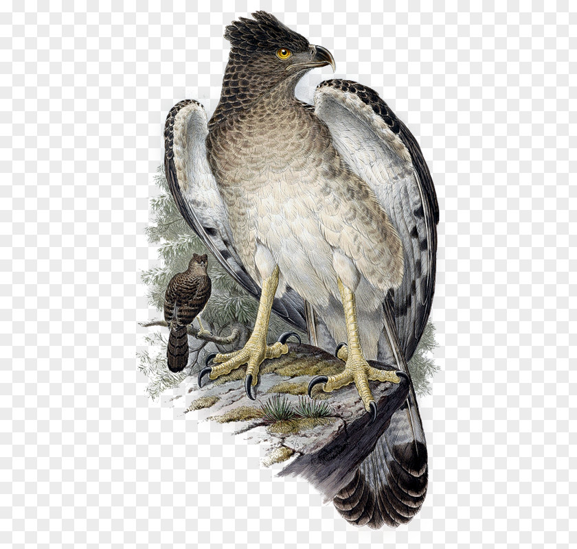 Bird Hawk Papuan Eagle PNG