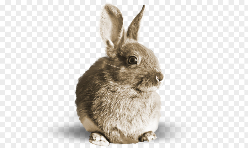 Brown Bunny Hare Rabbit Salted Duck Egg PNG