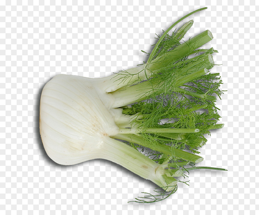 Onion Scallion Fennel Italian Cuisine Herb PNG