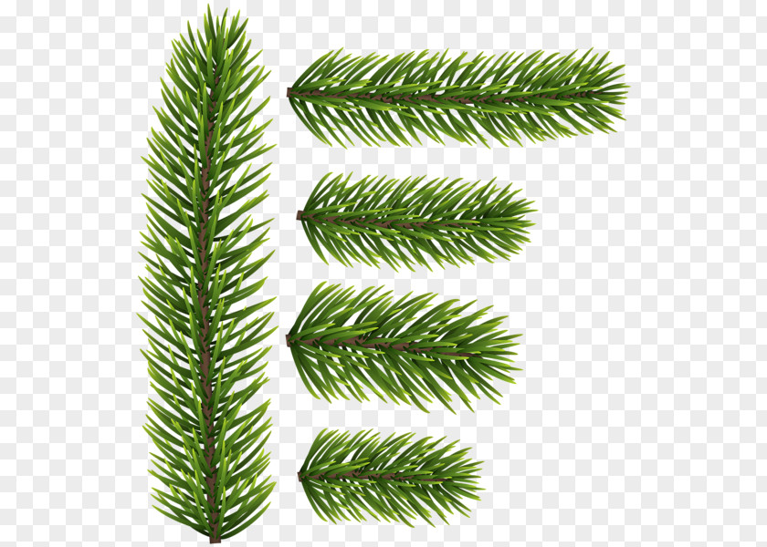 Pine Branches Spruce Fir Tree Conifers Evergreen PNG