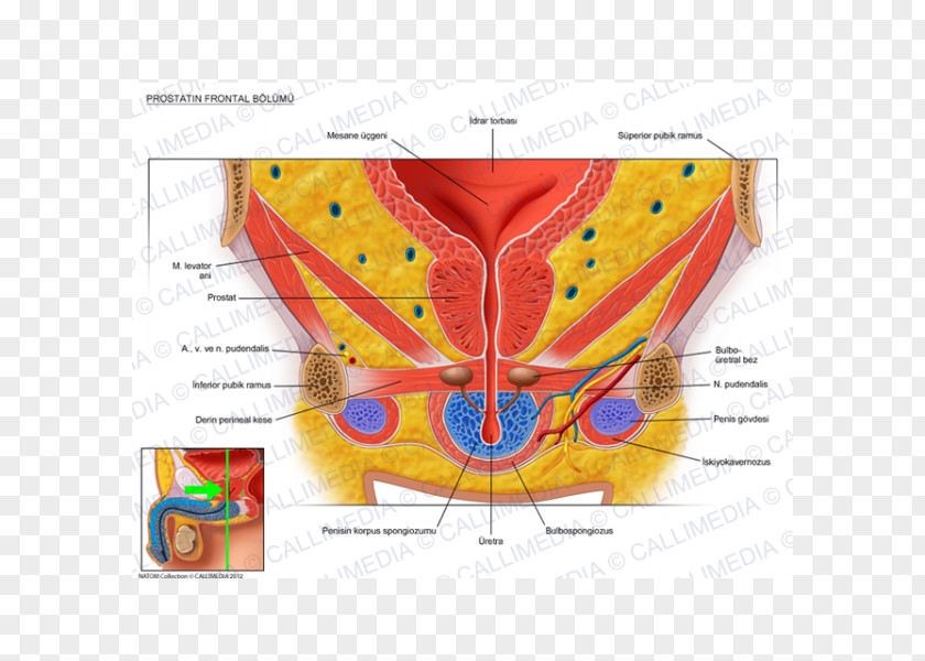 Tongue Genitourinary System Human Anatomy Pelvis Urinary Bladder PNG