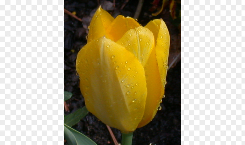 Tulip Petal Plant Stem Herbaceous PNG