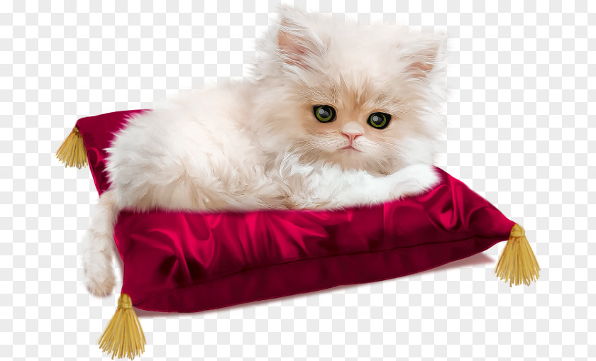 Cat Kitten Animation PNG