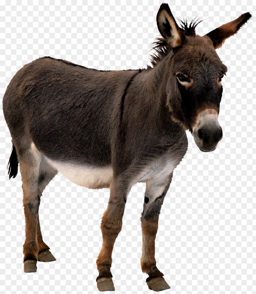 Donkey Animation Horse PNG