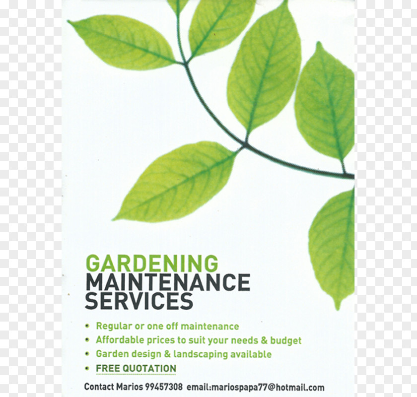 Garden Business Cyprus Leaf Document Tree PNG