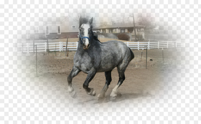 Mustang Stallion Foal Arabian Horse Roan Welsh Pony And Cob PNG