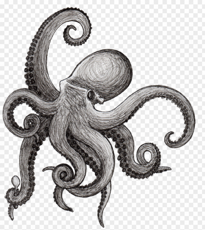 Now The Octopus Is Three Drawing Squid Tattoo Sketch PNG