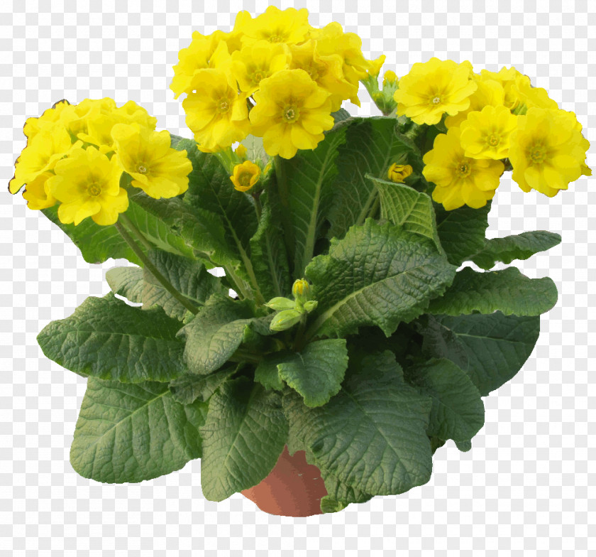 Pore Cowslip Primula Elatior Beesiana Herb Raw Veganism PNG