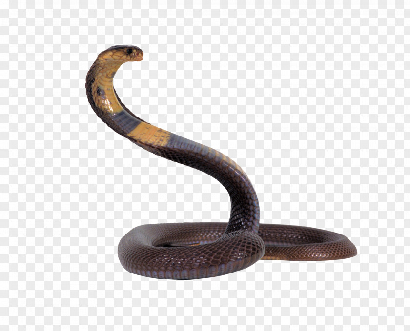 Snakes On Screen 3D Snake Online ReptileSnake Prank PNG