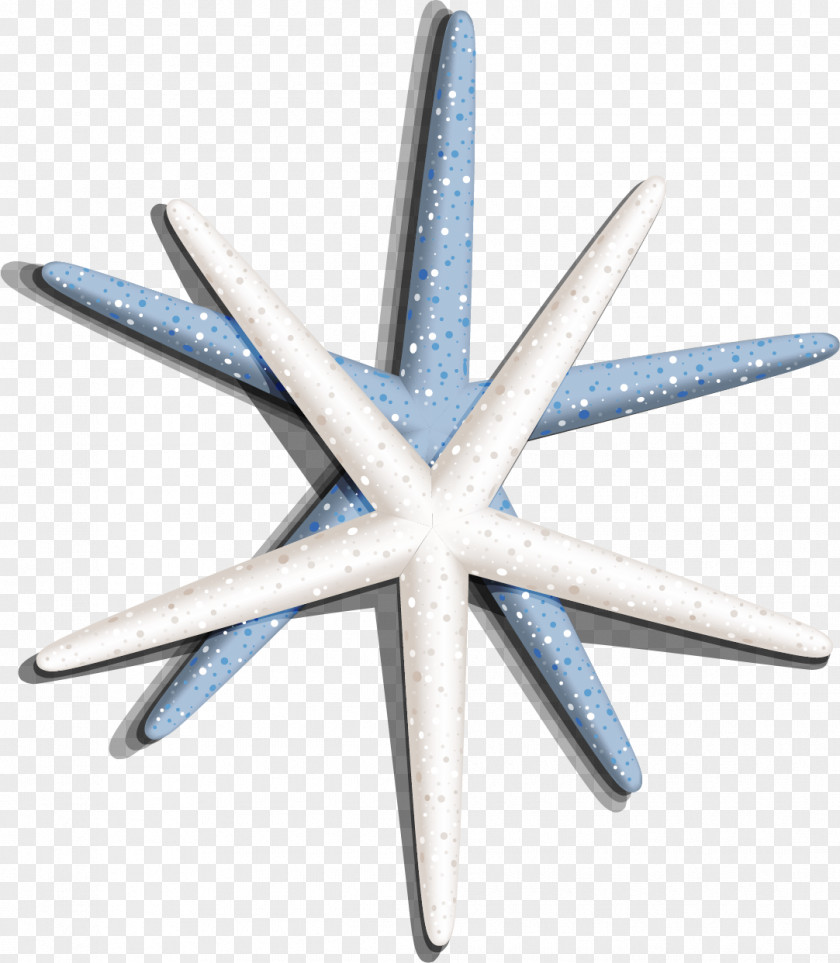Vector Painted Starfish Seashell Sea Snail PNG