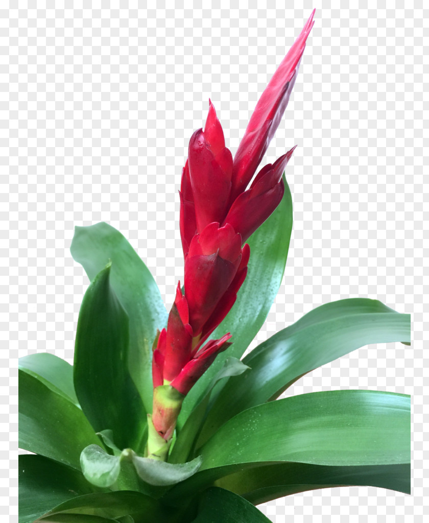 Bromelia Guzmania Plants Edible Canna Terrestrial Plant PNG