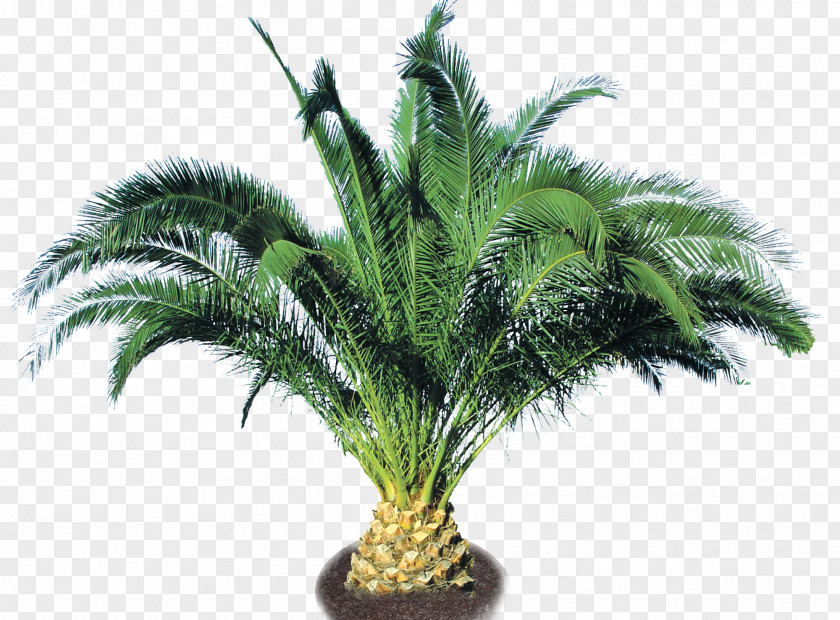 Date Palm Arecaceae Phoenix Canariensis Roebelenii Houseplant PNG