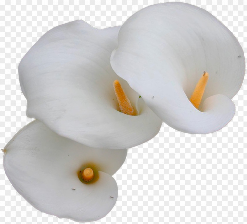 Flower Orchids STX CHILE TM NR CP Google Images PNG