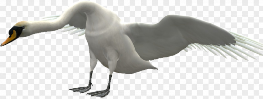 Flying Swan Duck Goose Cygnini Bird PNG