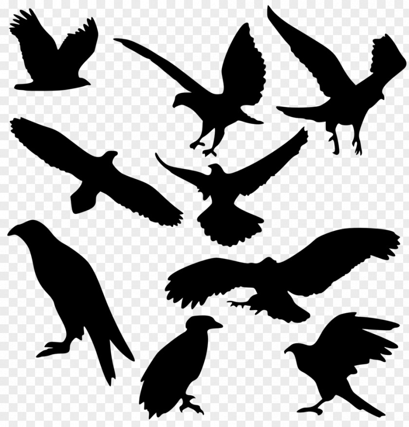 Raven Bird Silhouette Clip Art PNG