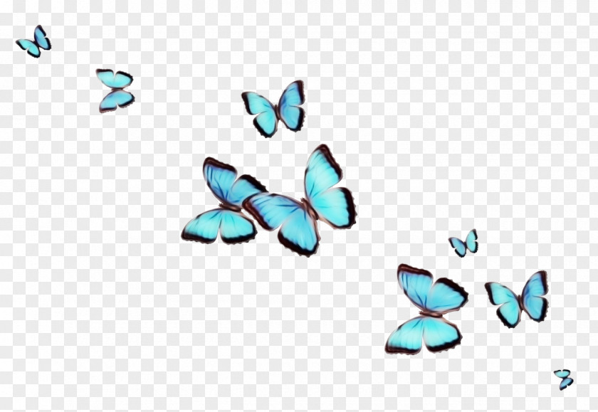 Wing Insect Turquoise Blue Aqua Butterfly Azure PNG