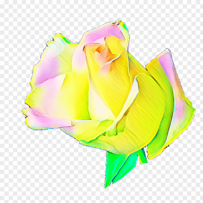 Acorn Transparent Background Rainbow Rose Garden Roses Cabbage Petal Cut Flowers PNG
