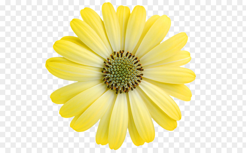 Common Daisy Transvaal Yellow Royalty-free PNG