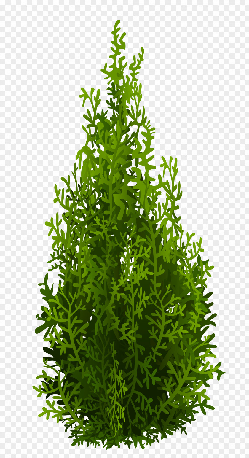 Cypress Picture Tree Leaf Evergreen Shrub Herb PNG