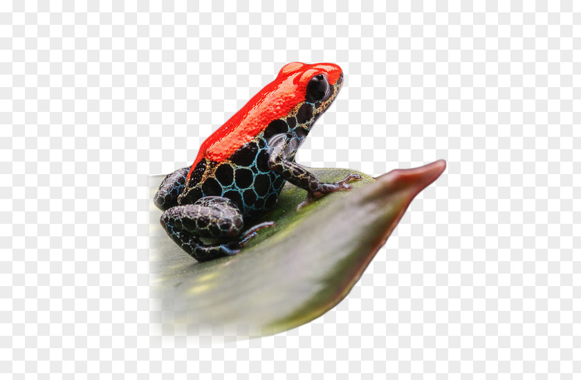 Frog Poison Dart Toad Terrarium Mimic PNG