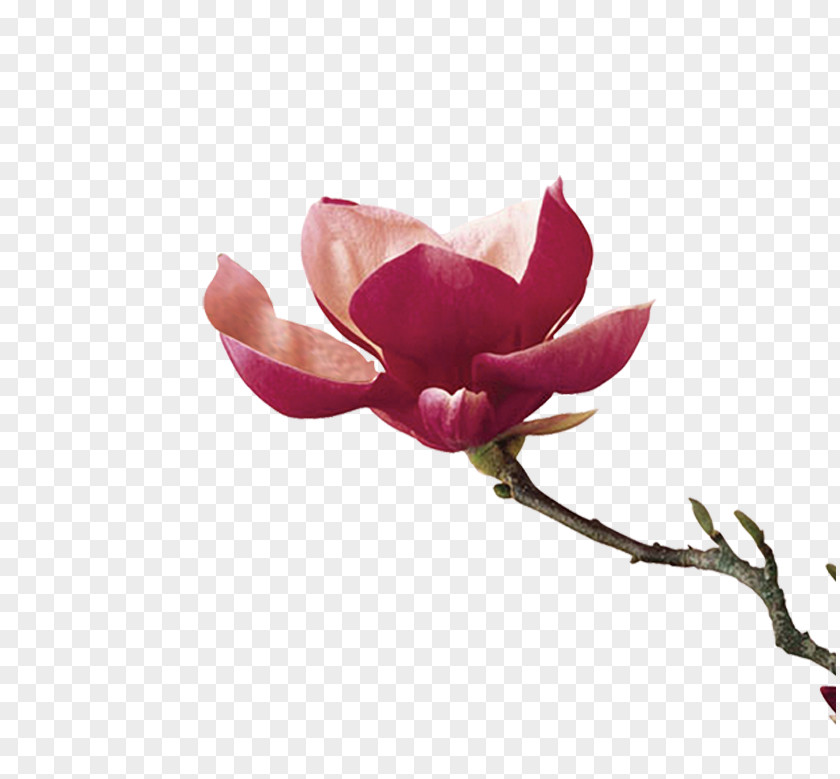 Lotus Guangzhou Lichun Flower Clip Art PNG