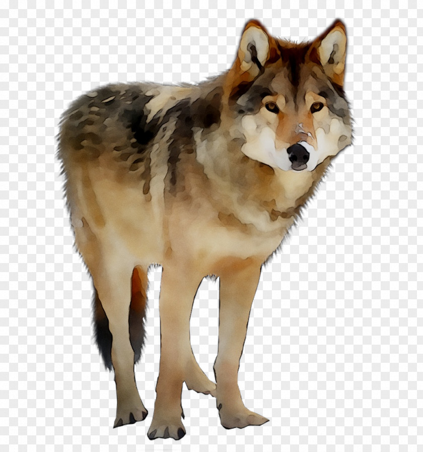 Saarloos Wolfdog Czechoslovakian Coyote American Indian Dog Alaskan Tundra Wolf PNG
