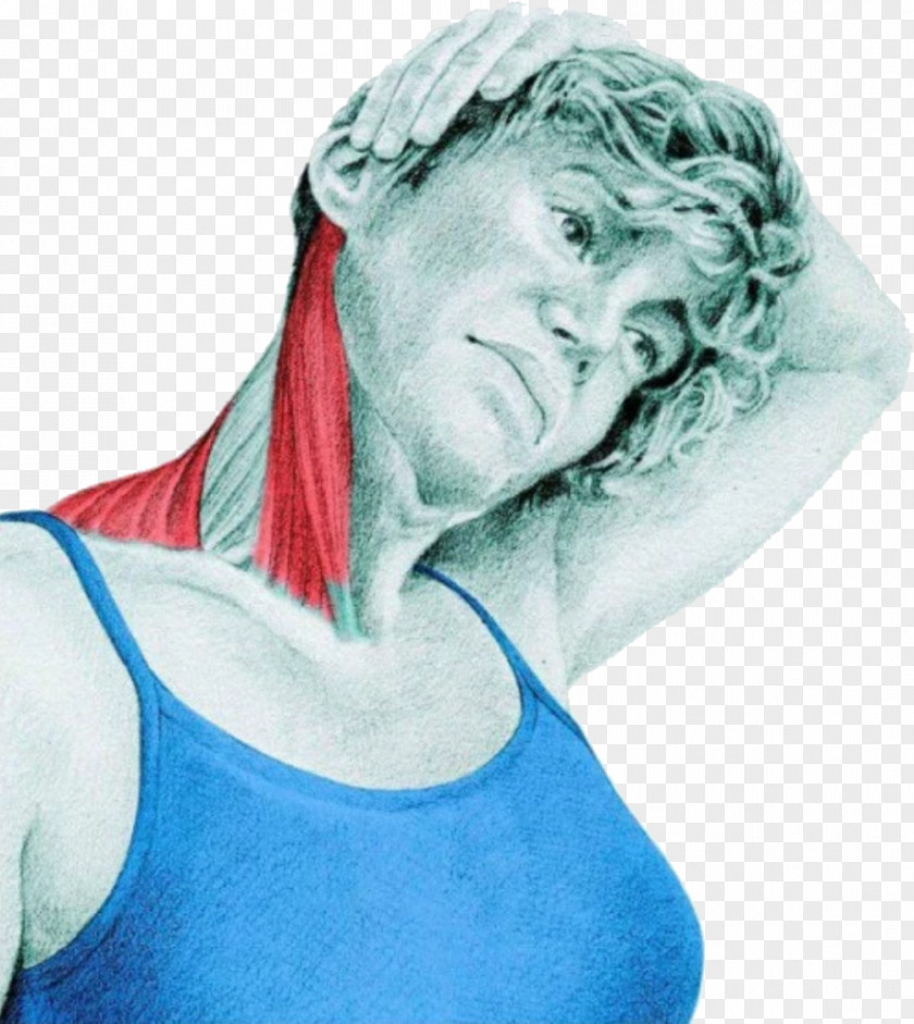 Trapezius Muscle Stretching Sternocleidomastoid Neck PNG
