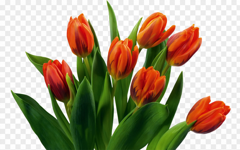 Tulip Flower Bouquet Cut Flowers Indira Gandhi Memorial Garden Floristry PNG