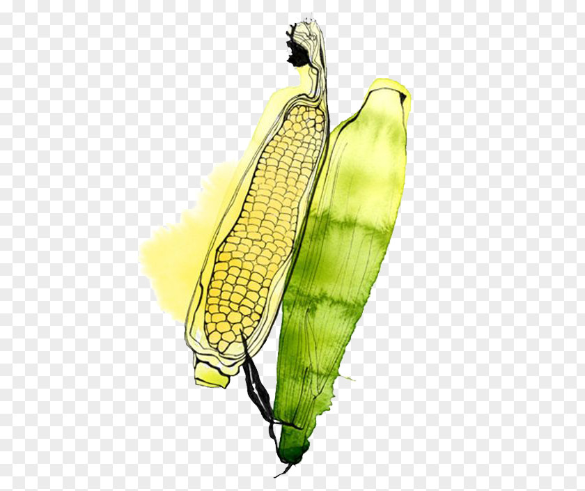 Corn Watercolor Painting Illustrator Fruit Illustration PNG