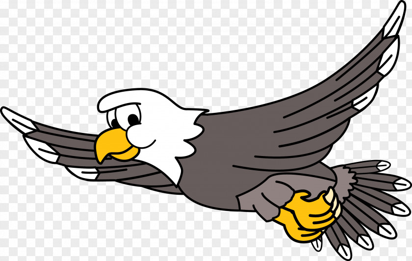 Eagle Bald Clip Art Image Bird PNG