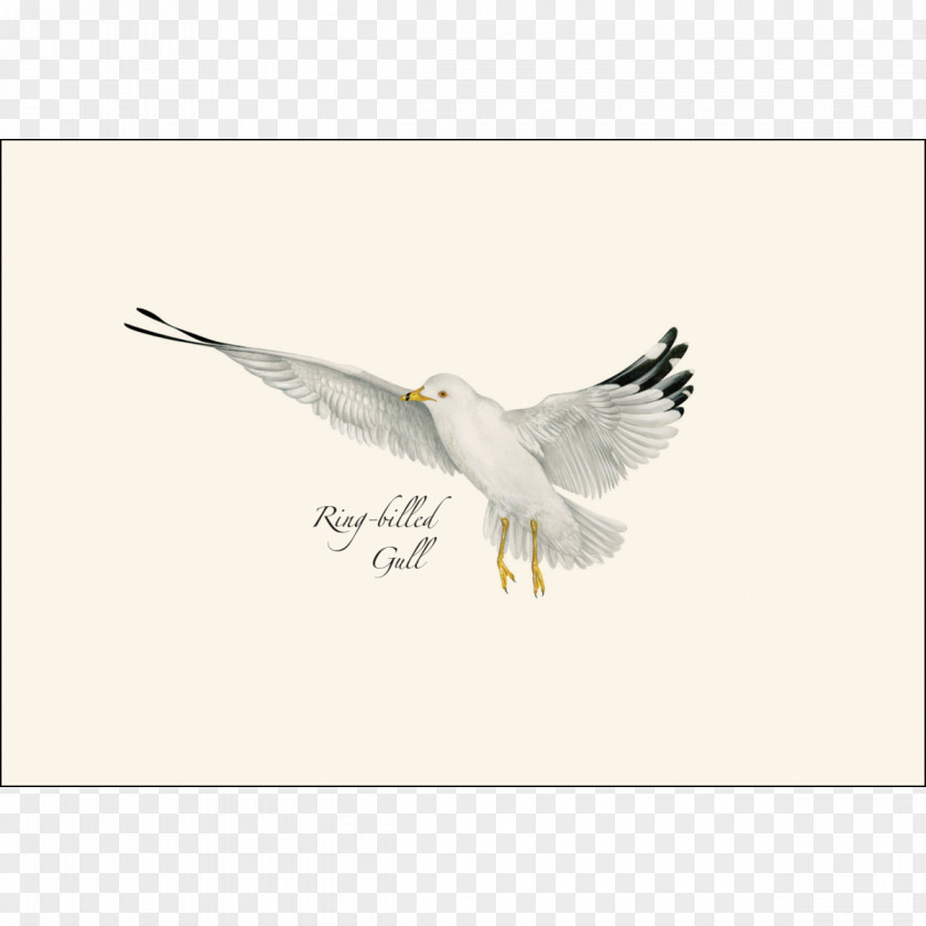 Gull Bird Of Prey Gulls Seabird Beak PNG