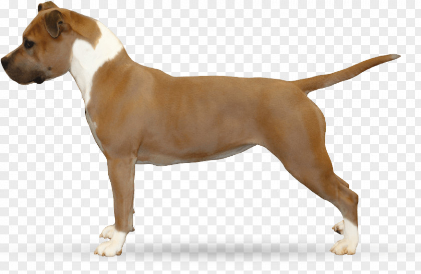 Puppy Cane Corso Dogo Cubano American Staffordshire Terrier English Mastiff Boerboel PNG