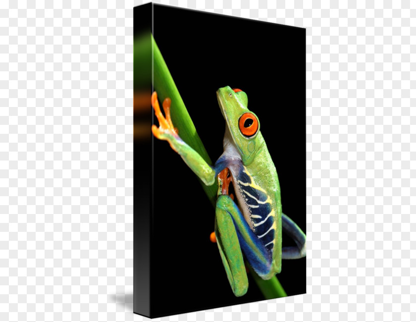 Red-eyed Tree Frog PNG