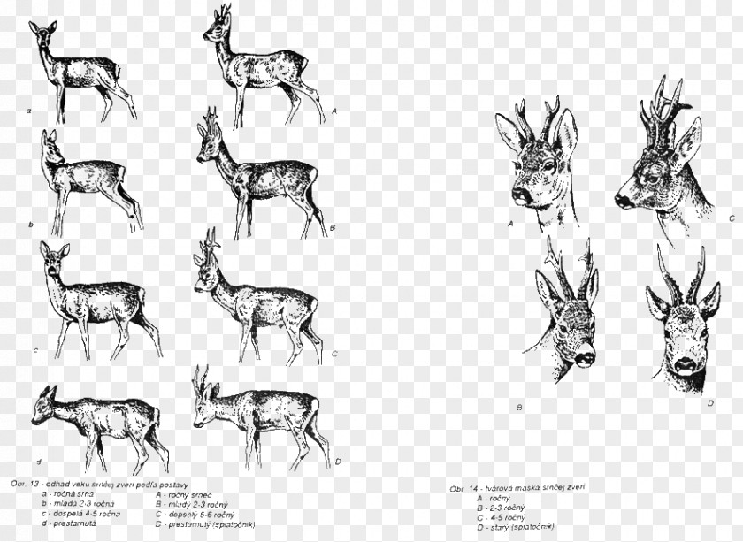 Reindeer Horse Cattle Mammal Sketch PNG