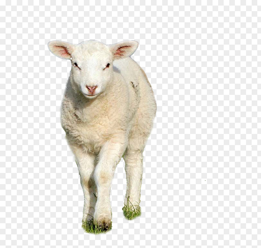 Sheep Goat Clip Art PNG