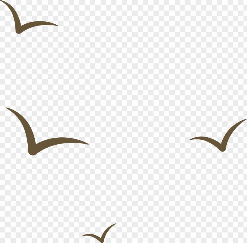 Swallow Seabird Ivory Gulls Beak Clip Art PNG