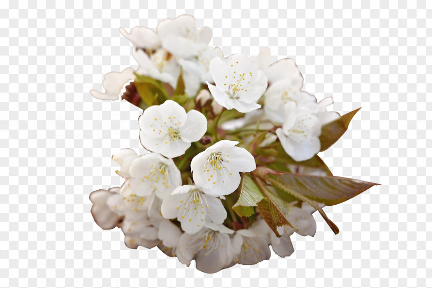 White Cherry Blossom Floral Design PNG