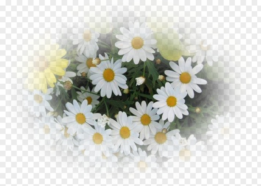 Chamomile Roman Oxeye Daisy Flower Bouquet PNG