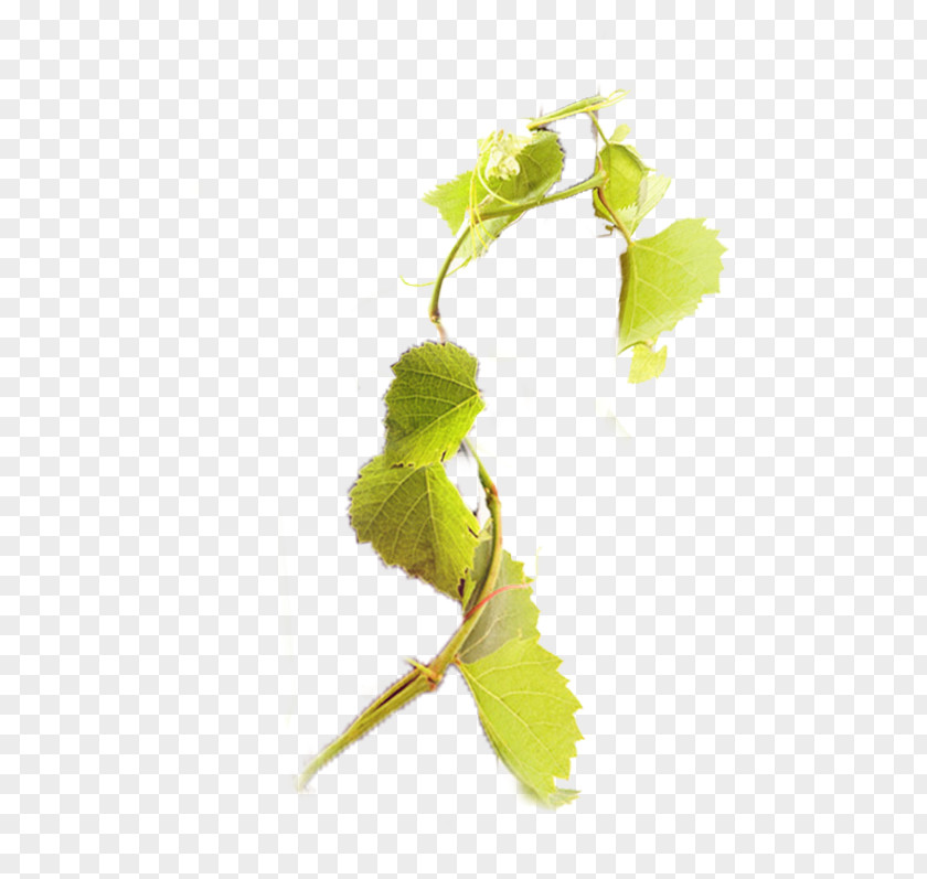 Grape Branch Download Vine Computer File PNG