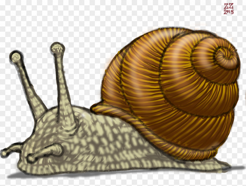 Snails Gastropods Land Snail Drawing Slug PNG