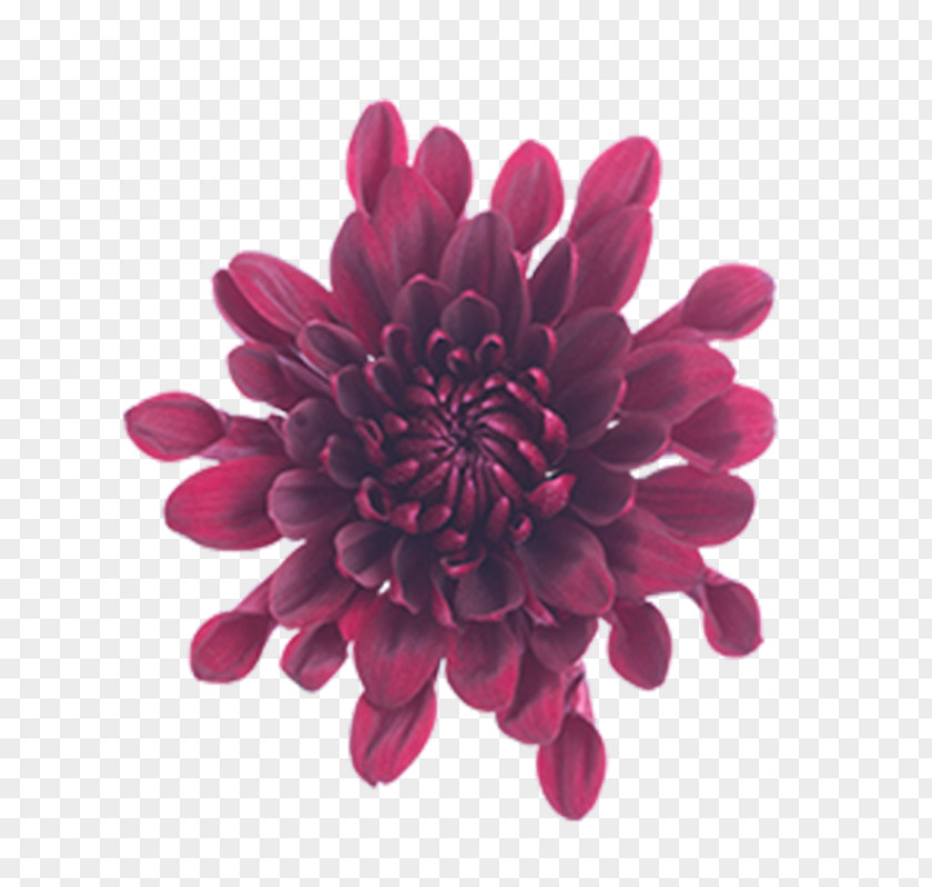 Chrysanthemum Cut Flowers Magenta Pom-pom PNG
