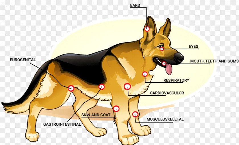 German Shepherd PNG