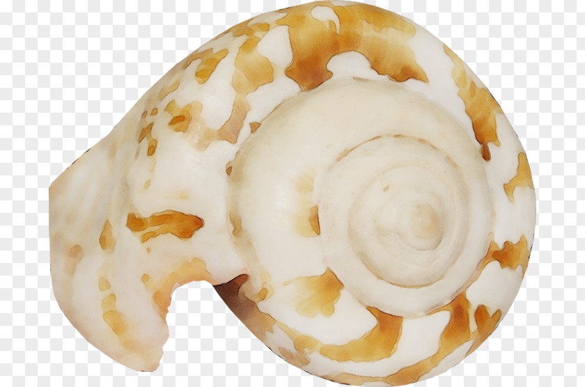 Nautiluses PNG